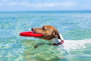 What to Do with Your Pets While You're on Vacation