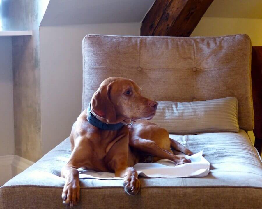 What to Do with Your Pets While You're on Vacation