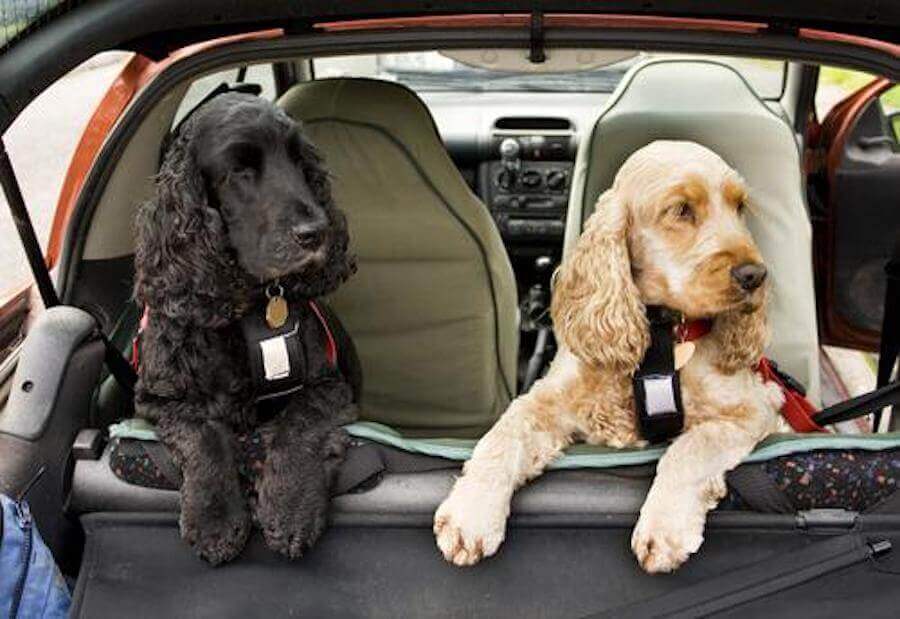 What to Do with Your Pets While You're on Vacation