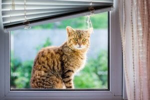 My Pet Is Lost! What Should I Do?