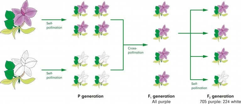 A Simple Explanation of Mendel's Laws