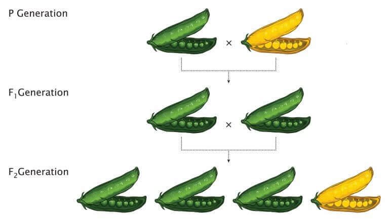 A Simple Explanation of Mendel's Laws