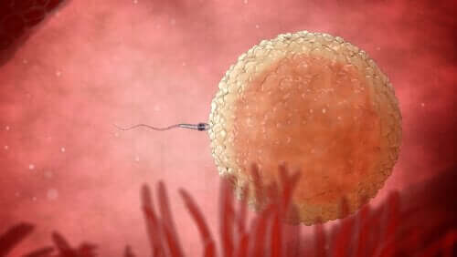 A sperm fertilizing an egg.