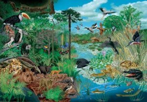 The 5 Kingdoms of Living Things for Children