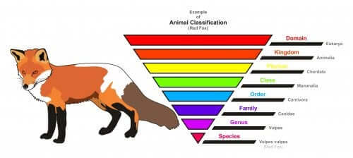 The 5 Kingdoms of Living Things for Children