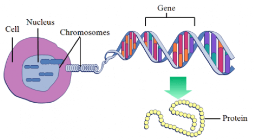 Genetics for Children: What Are Genes and Chromosomes?