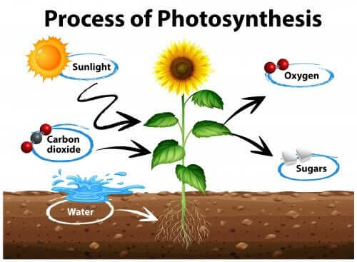 How to Explain Photosynthesis to Children
