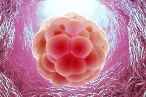 How Fertilization Occurs: The Miracle of Life, Step by Step