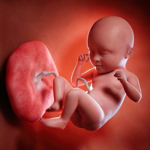 How Fertilization Occurs: The Miracle of Life, Step by Step