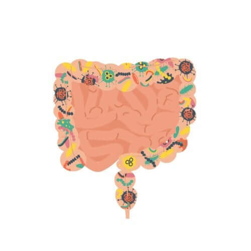 What’s a Fecal Transplant and When Is it Recommended?