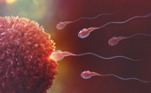 How Fertilization Occurs: The Miracle of Life, Step by Step