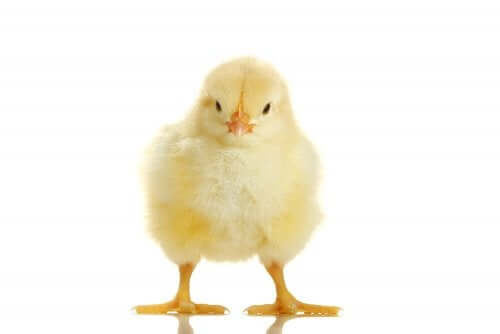 Charlie Chick: The Literary Phenomenon