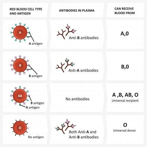 How to Explain Blood Groups to Children