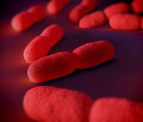 Live bacteria.