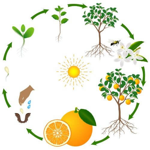 How to Explain the Circle of Life to Children