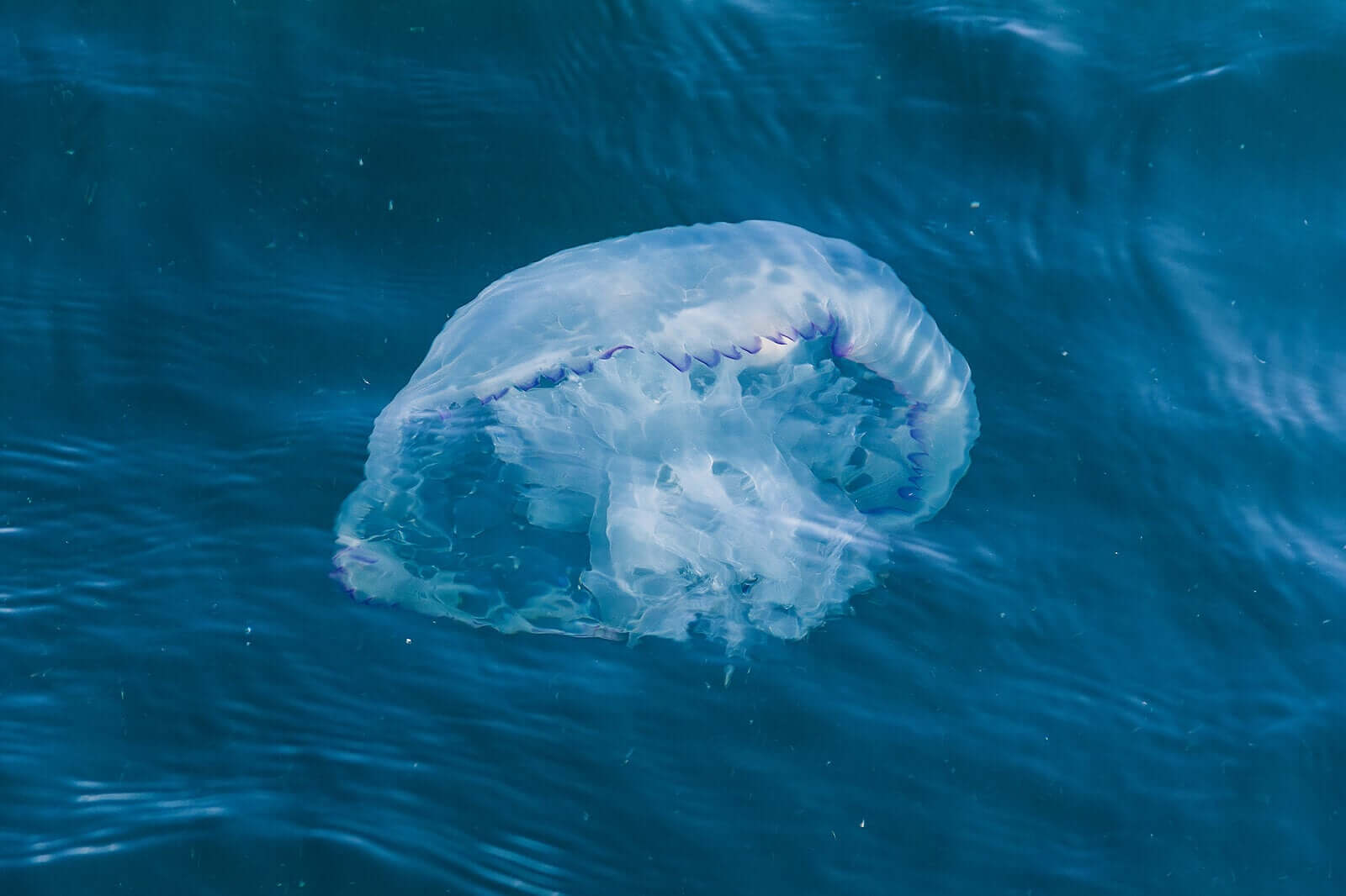 Jellyfish Stings in Children: What You Need to Know