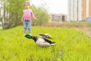 My Child Is Afraid of Birds: What Do I Do?