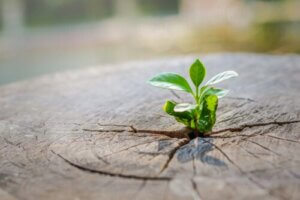The Achievement Tree: Combating Disobedience in Your Children