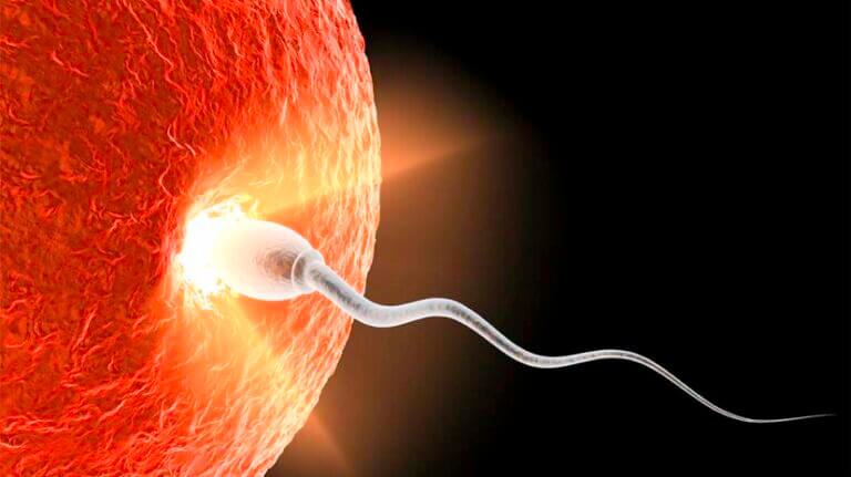 How a Baby is Conceived