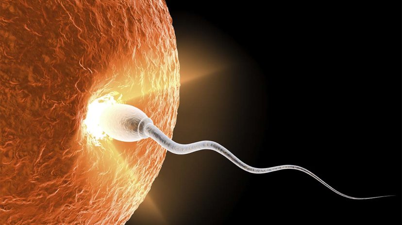How a Baby is Conceived
