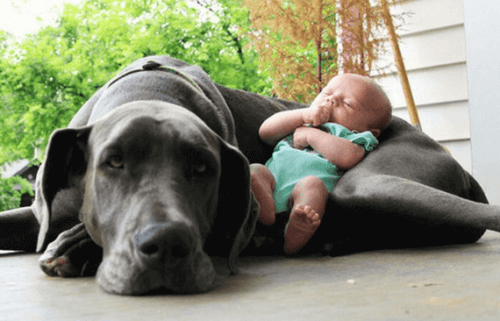 A newborn baby sleeping with a large dog.
