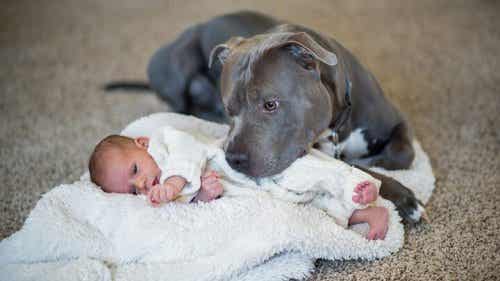 A pitbull snuggling with a newborn.