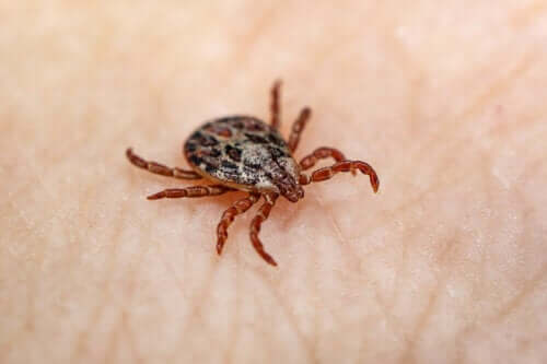 Lyme Disease: Symptoms, Causes and Treatment