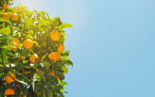 How to Explain Attachment Theory with Oranges