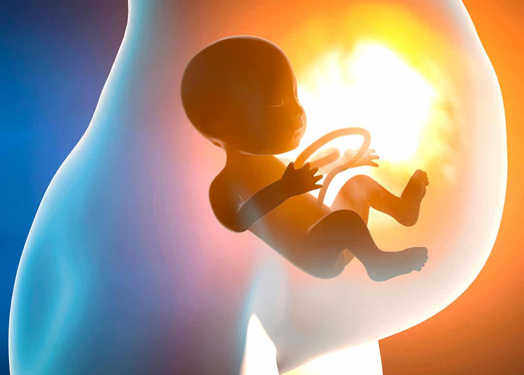 Et computerbillede af en gravid kvindes mave med en baby i