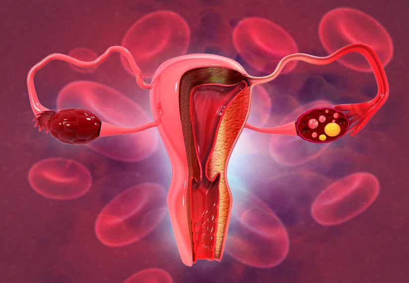 Oocytes in the ovaries.