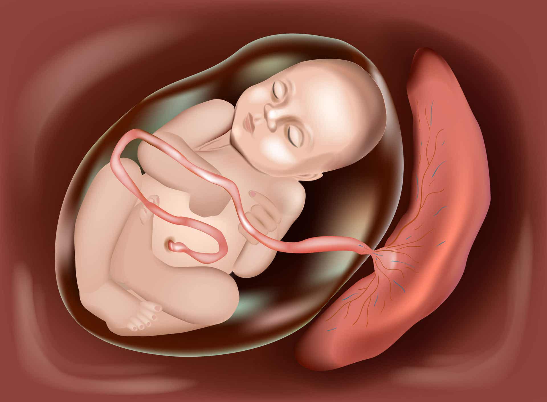 Een geautomatiseerde tekening van een baby in de baarmoeder, verbonden met de placenta.