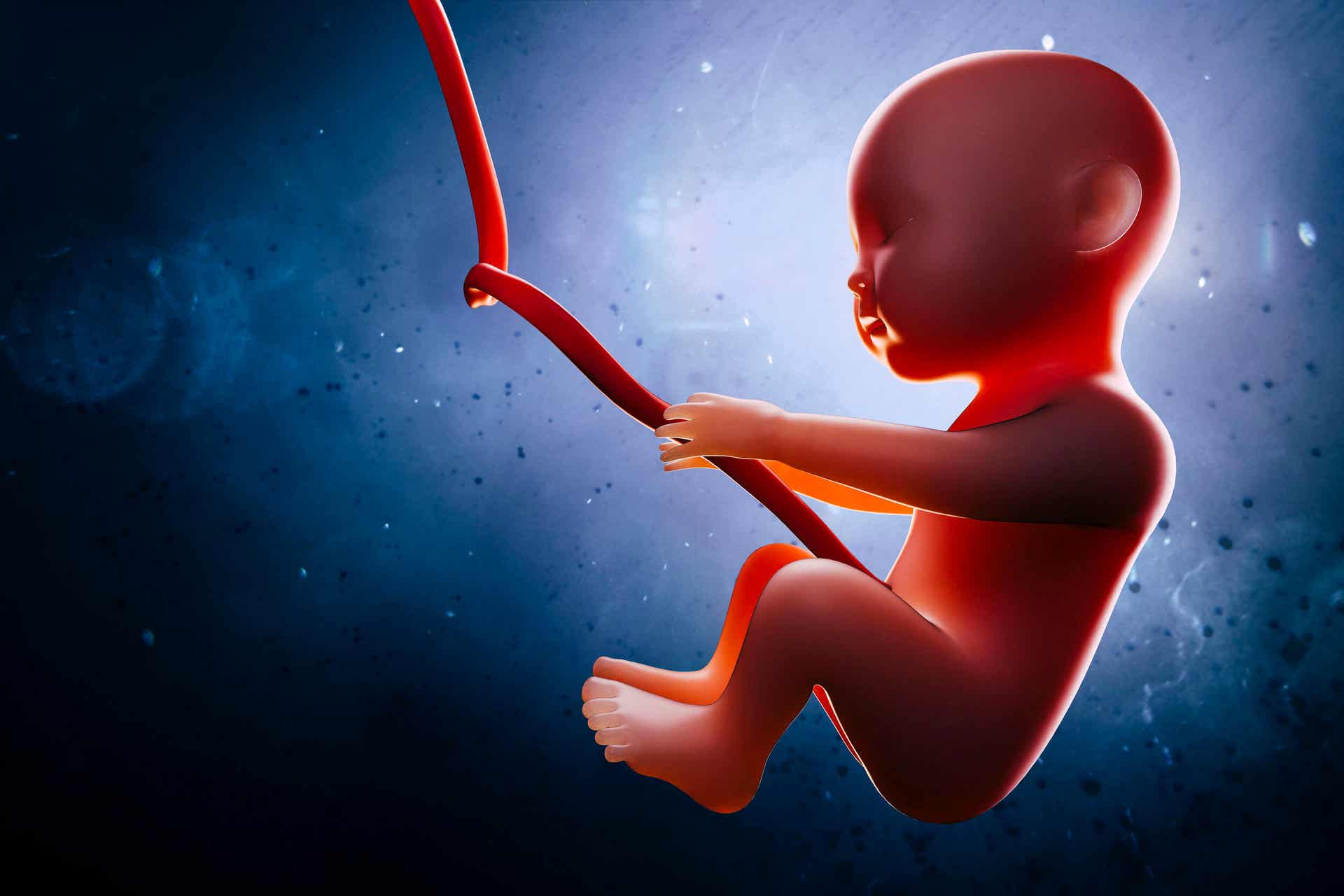 En digital illustration av en baby som flyter i livmodern.