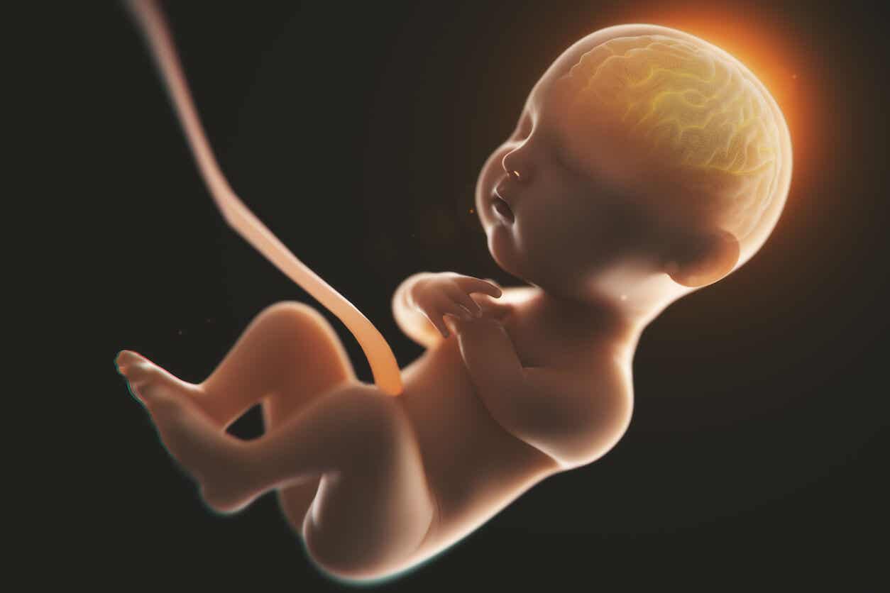 The development of the brain in the womb.