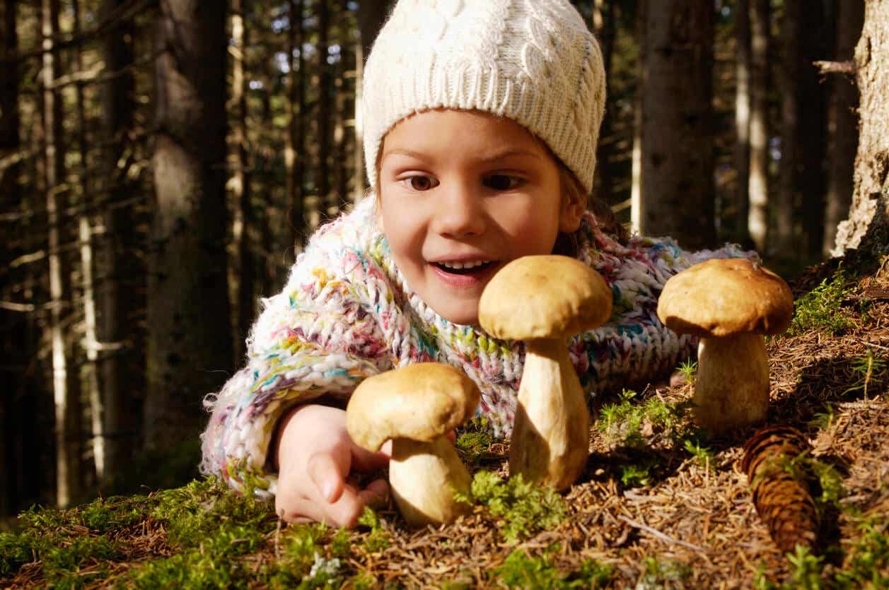 A child in the woods looking at poisonous mushrooms.