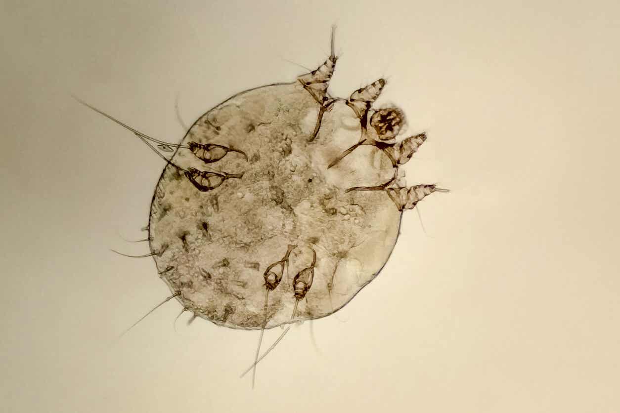 A scabies mite under a microscope.