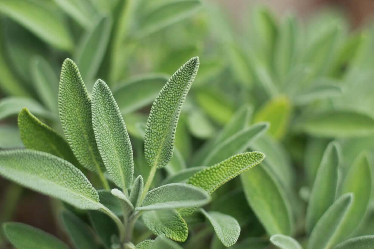 A sage plant.