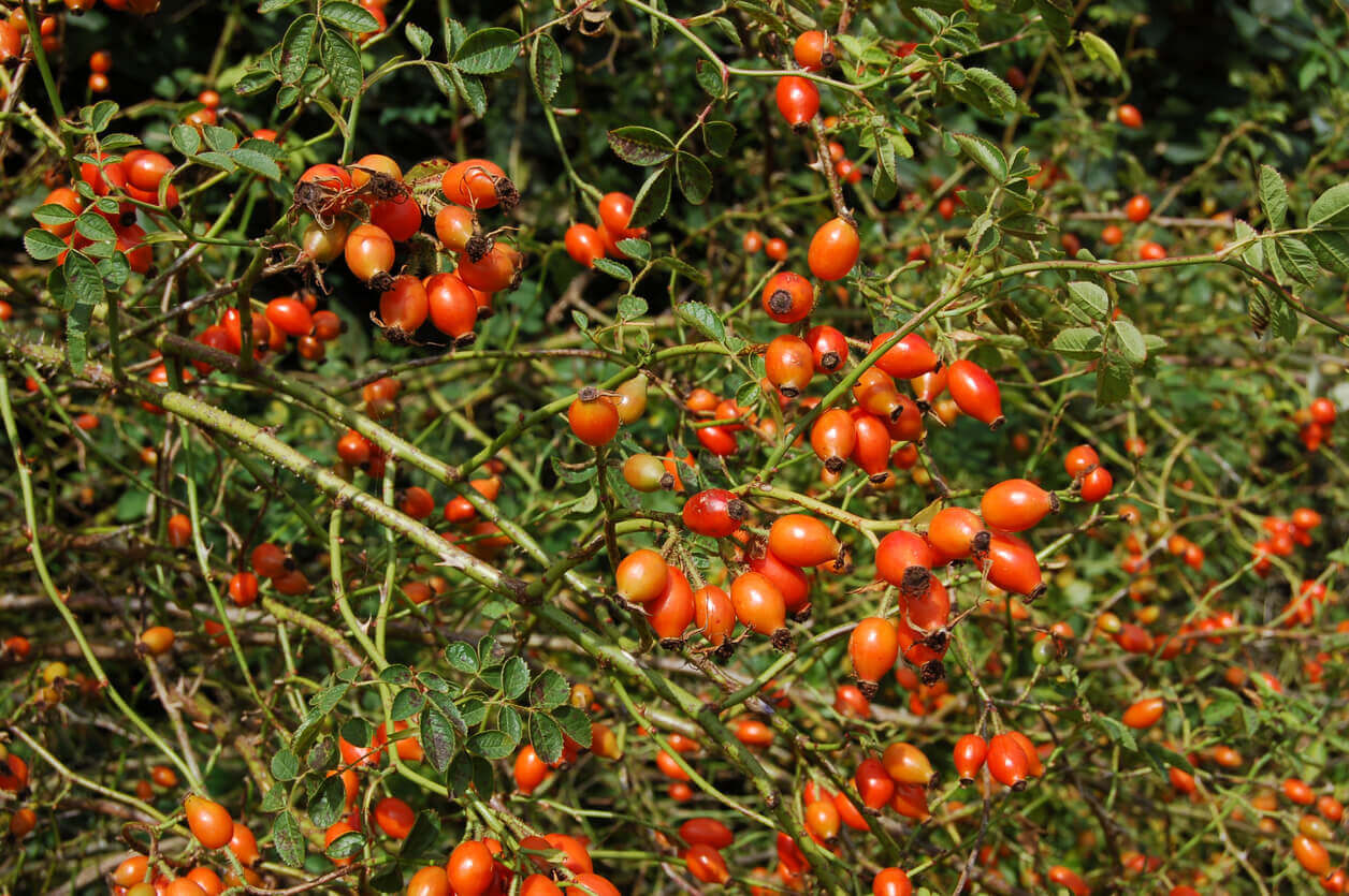 A rosehip bush.