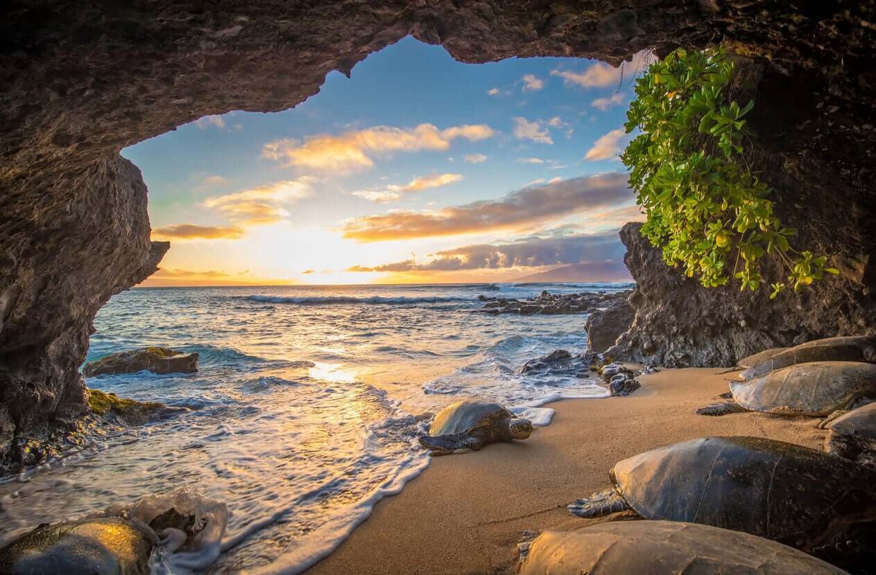 Sea turtles lying on the beach in a cave.