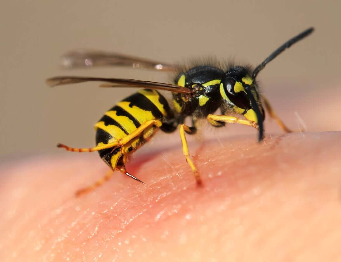 A bee on a person's skin.