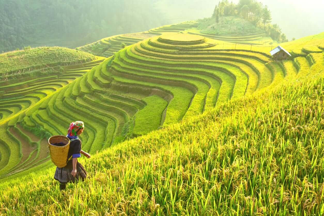 Vietnamesisk kvinde i rismark