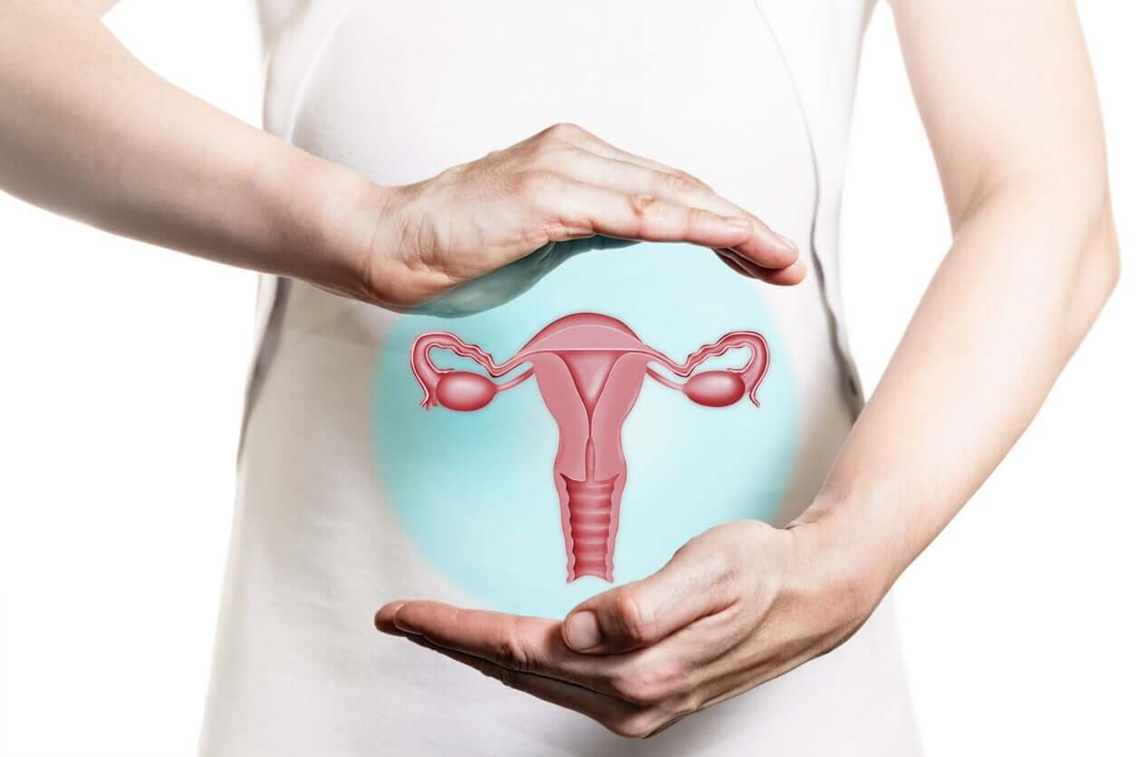 A digital image of the female reproductive organs floating in front of a photo of a woman's abdomen.