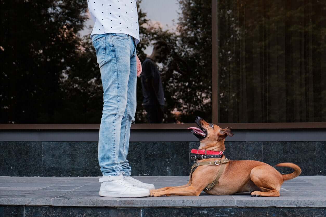 En hund tittar upp på en tonåring.