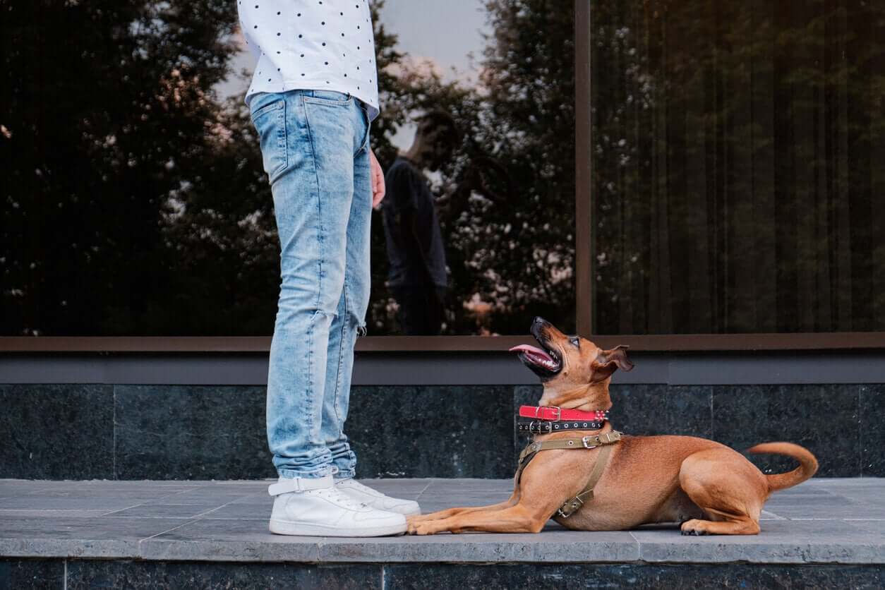 Therapieën met honden voor tieners