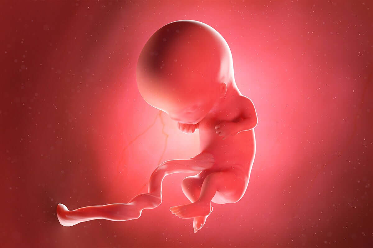 A computer illustration of a fetus in the womb.