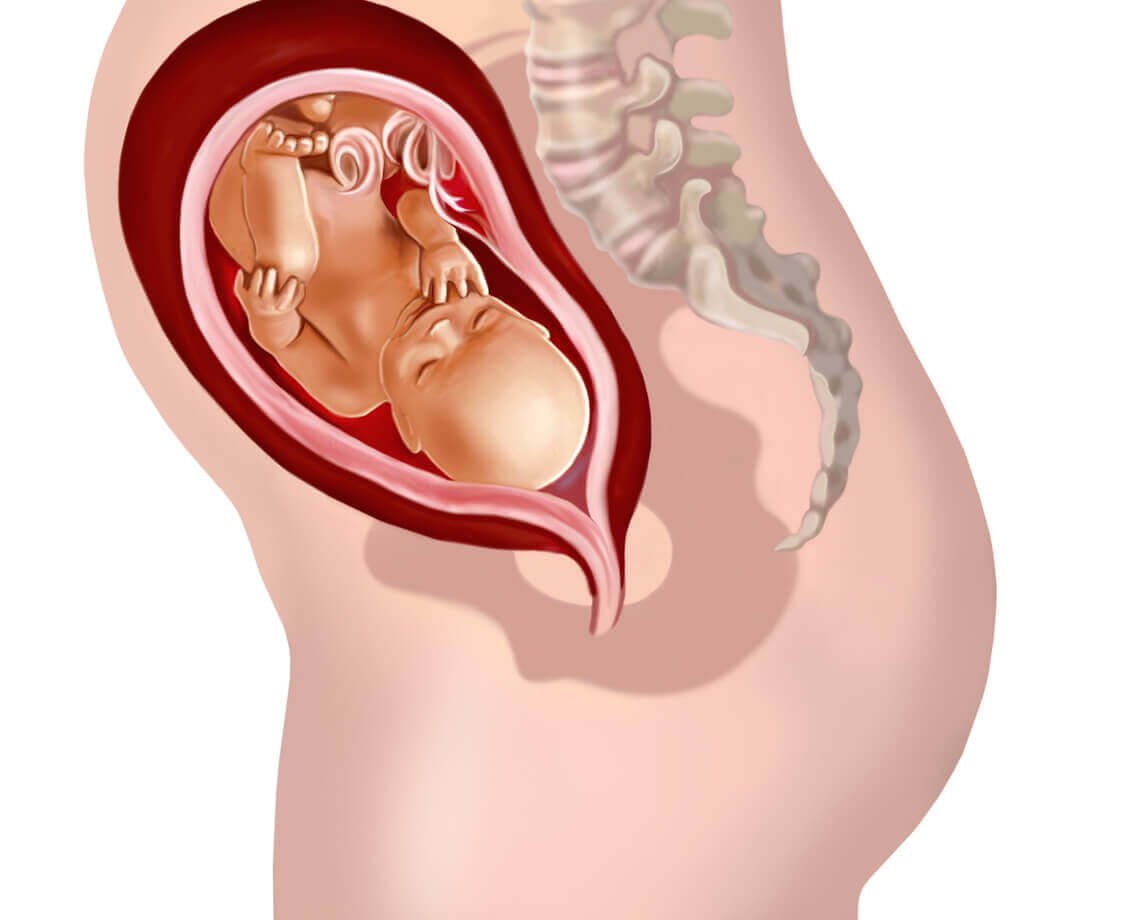 A digital image of a baby in the womb.