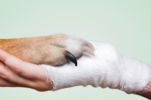 Dog Therapies for Teens: What You Need to Know