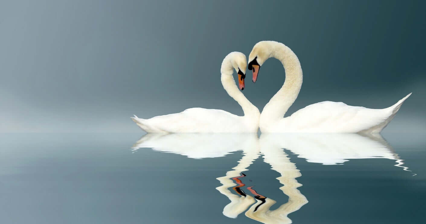 Two swans on the water with their heads together.