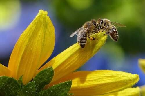 Wat is propolis en wat zijn de voordelen ervan voor kinderen?