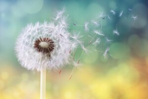 10 Natural Remedies for Pollen Allergy
