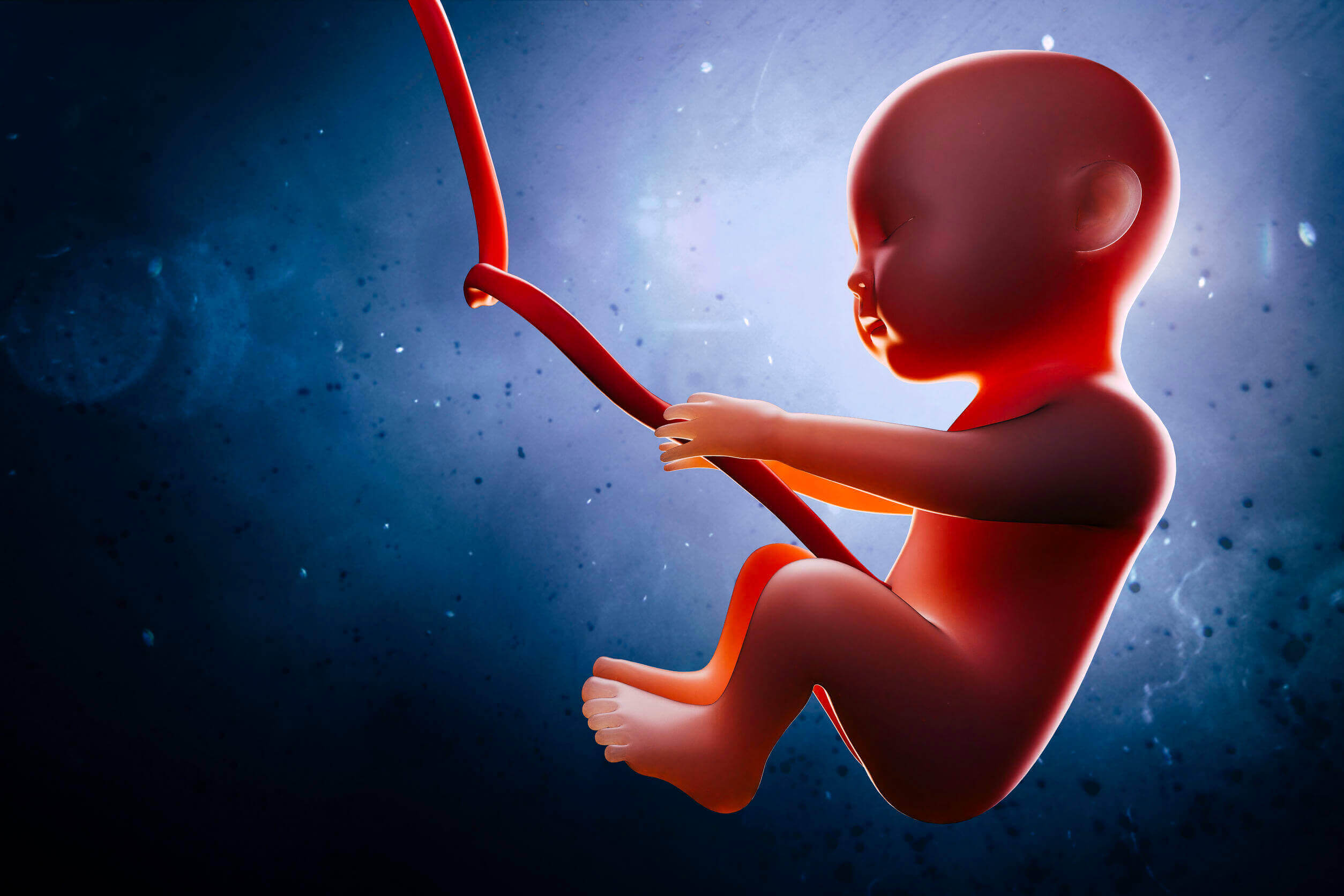 A fetus floating in amniotic fluid.